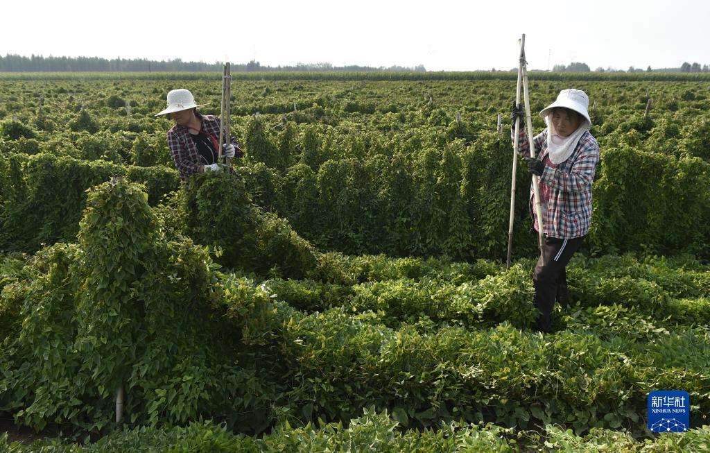 新老虎机下载